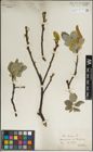 Foto von Salix lanata L.